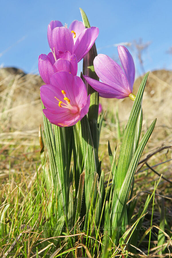 grass-widows (Olsynium douglasii) [Rowena Plateau, Wasco County, Oregon]