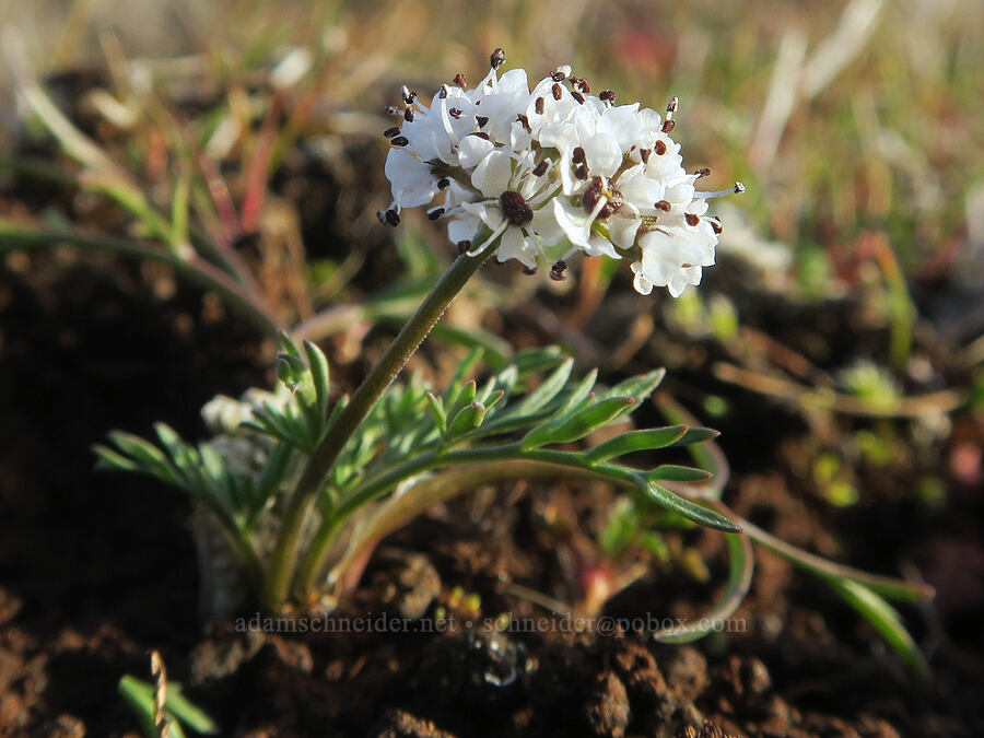 Gorman's desert parsley (Lomatium gormanii) [Rowena Plateau, Wasco County, Oregon]
