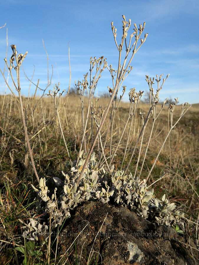 snow buckwheat leaves & last year's stalks (Eriogonum niveum) [Rowena Plateau, Wasco County, Oregon]