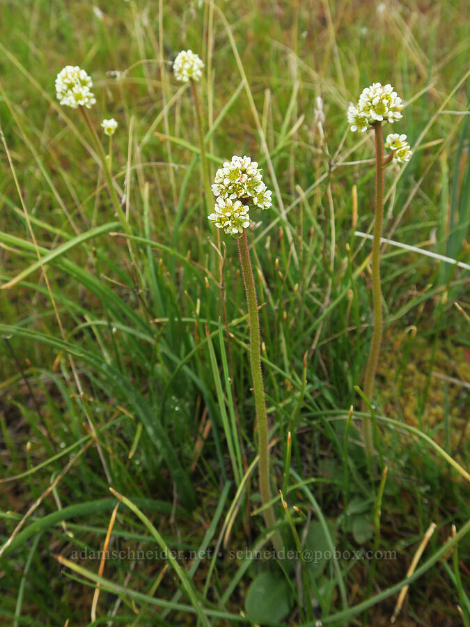 whole-leaf saxifrage (Micranthes integrifolia (Saxifraga integrifolia)) [Catherine Creek, Gifford Pinchot National Forest, Klickitat County, Washington]