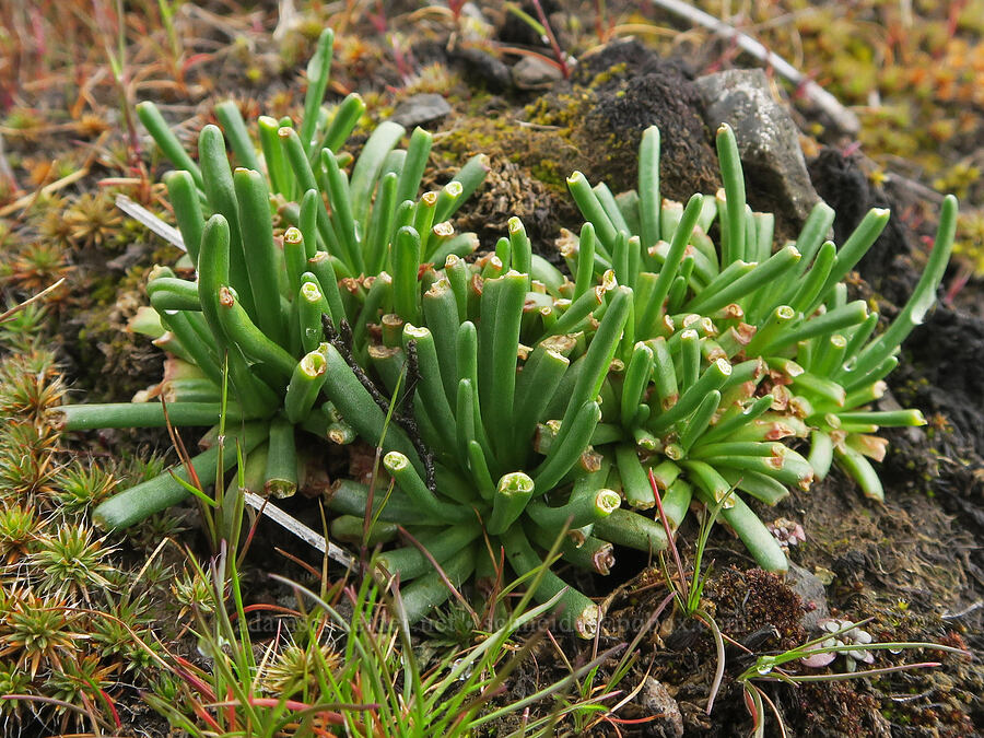 half-eaten bitterroot leaves (Lewisia rediviva) [Catherine Creek, Gifford Pinchot National Forest, Klickitat County, Washington]