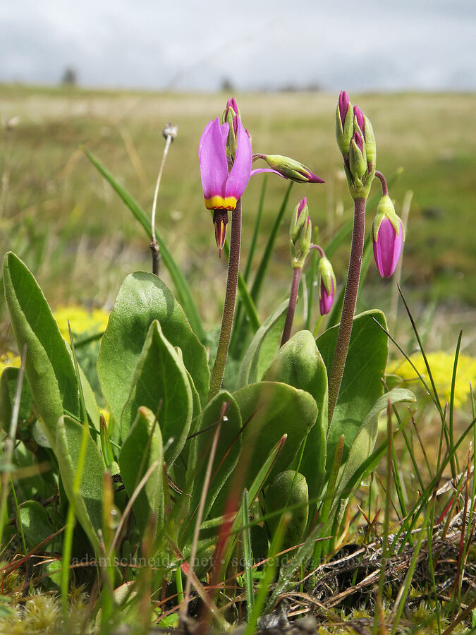 poet's shooting star (Dodecatheon poeticum (Primula poetica)) [Catherine Creek, Gifford Pinchot National Forest, Klickitat County, Washington]