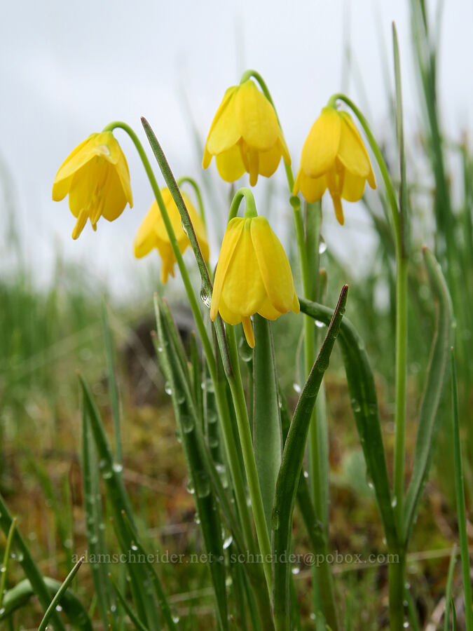 yellow bells (Fritillaria pudica) [Catherine Creek, Gifford Pinchot National Forest, Klickitat County, Washington]