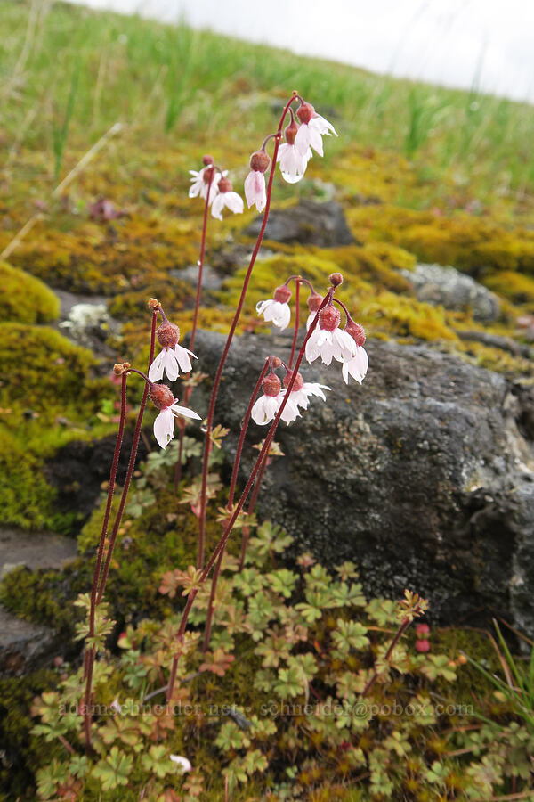 prairie stars (Lithophragma glabrum) [Catherine Creek, Gifford Pinchot National Forest, Klickitat County, Washington]
