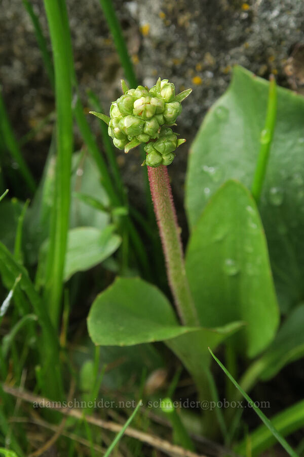 brittle-leaf saxifrage, budding (Micranthes fragosa (Saxifraga integrifolia var. claytoniifolia)) [Catherine Creek, Gifford Pinchot National Forest, Klickitat County, Washington]