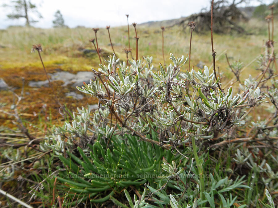 buckwheat & bitterroot leaves (Eriogonum sphaerocephalum var. sublineare (Eriogonum douglasii var. tenue), Lewisia rediviva) [Rowland Wall, Gifford Pinchot National Forest, Klickitat County, Washington]