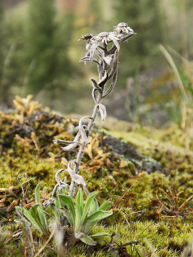 golden-aster leaves & last year's stalks (Heterotheca sp.) [Rowland Wall, Gifford Pinchot National Forest, Klickitat County, Washington]