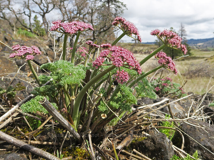 Columbia desert parsley (Lomatium columbianum) [Rowland Wall, Gifford Pinchot National Forest, Klickitat County, Washington]
