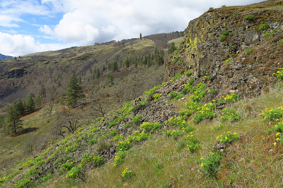 Klickitat desert parsley (Lomatium klickitatense (Lomatium grayi)) [Rowland Wall, Gifford Pinchot National Forest, Klickitat County, Washington]
