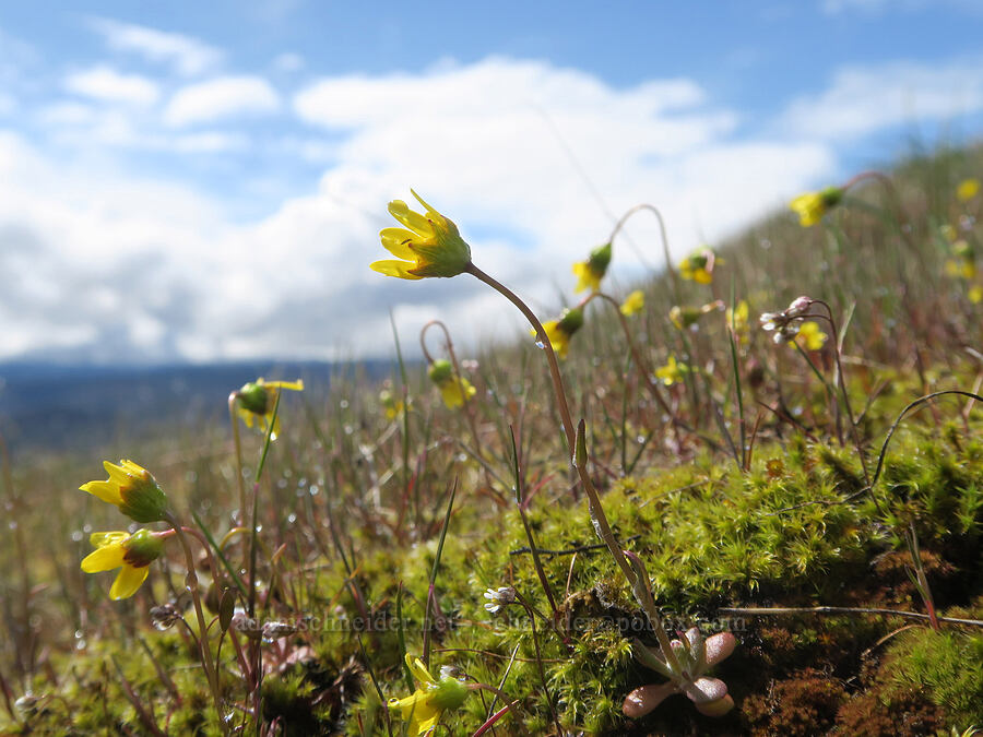 gold stars (Crocidium multicaule) [Rowland Wall, Gifford Pinchot National Forest, Klickitat County, Washington]