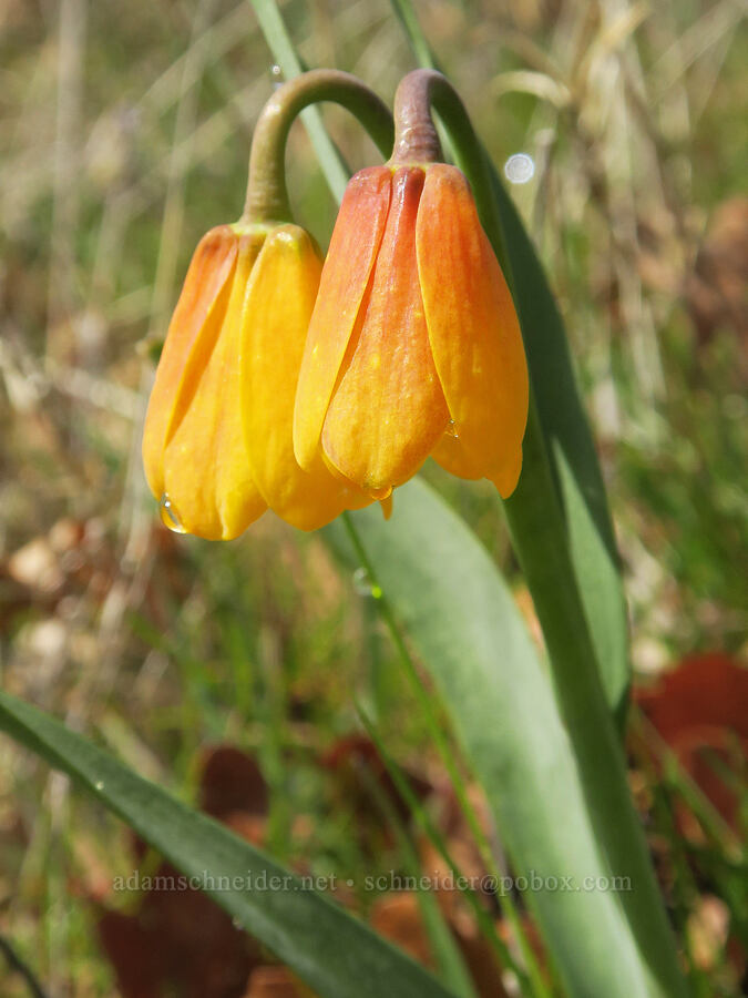 yellow bells, fading to orange (Fritillaria pudica) [Rowland Wall, Gifford Pinchot National Forest, Klickitat County, Washington]