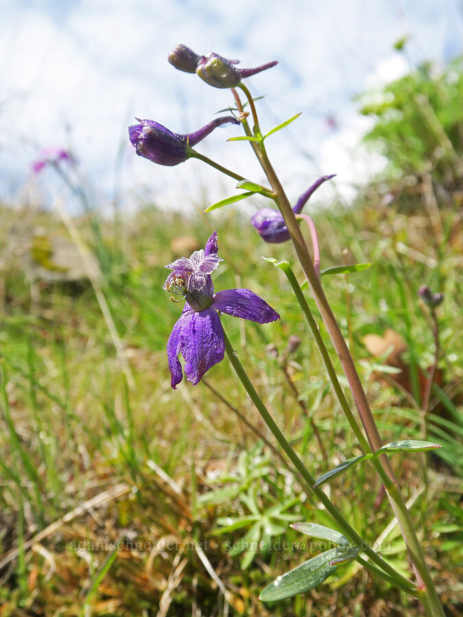upland larkspur (Delphinium nuttallianum) [Rowland Wall, Gifford Pinchot National Forest, Klickitat County, Washington]