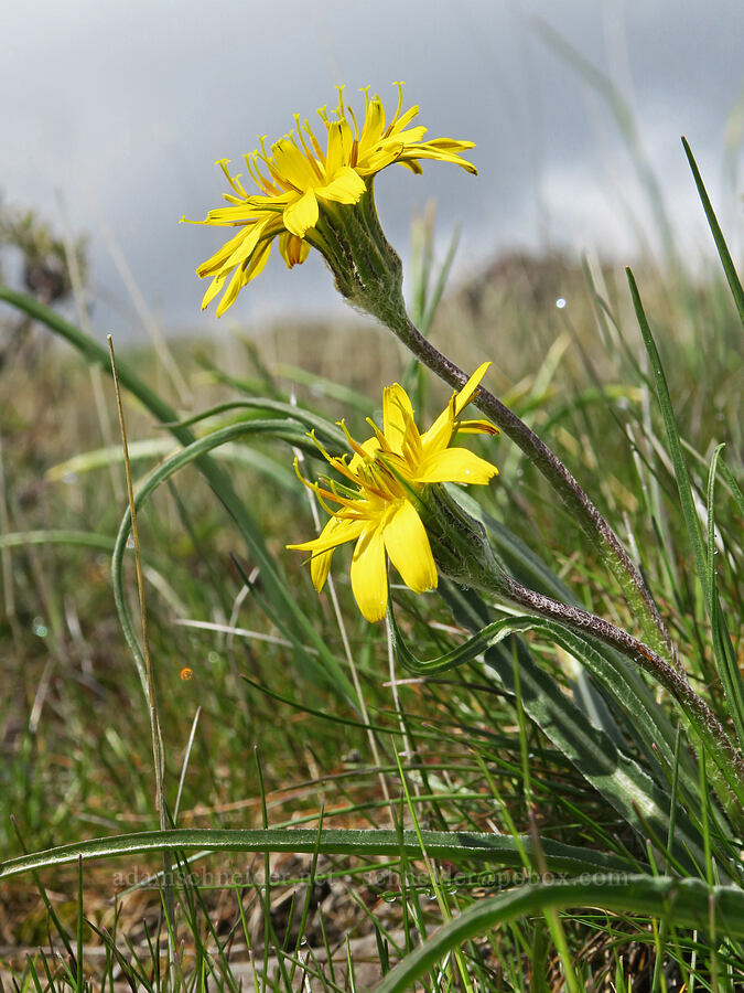false agoseris (Nothocalais troximoides (Microseris troximoides)) [Rowland Wall, Gifford Pinchot National Forest, Klickitat County, Washington]