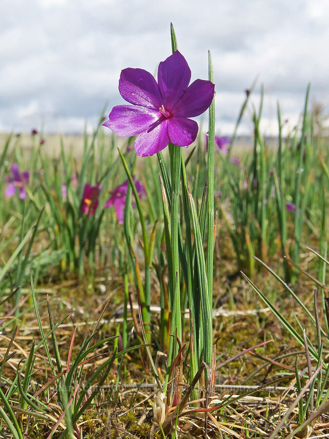 grass-widows (Olsynium douglasii) [Rowland Wall, Gifford Pinchot National Forest, Klickitat County, Washington]