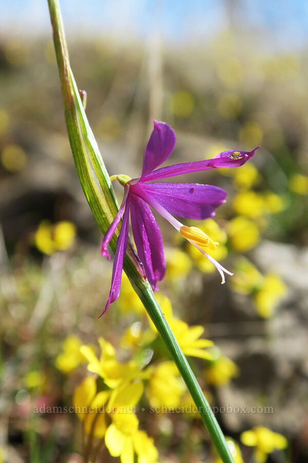 grass-widow & gold stars (Olsynium douglasii, Crocidium multicaule) [Rowland Wall, Gifford Pinchot National Forest, Klickitat County, Washington]