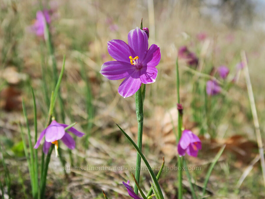 stripey grass-widow (Olsynium douglasii) [Catherine Creek, Gifford Pinchot National Forest, Klickitat County, Washington]