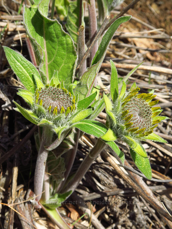 Carey's balsamroot, budding (Balsamorhiza careyana) [Rowland Basin, Gifford Pinchot National Forest, Klickitat County, Washington]