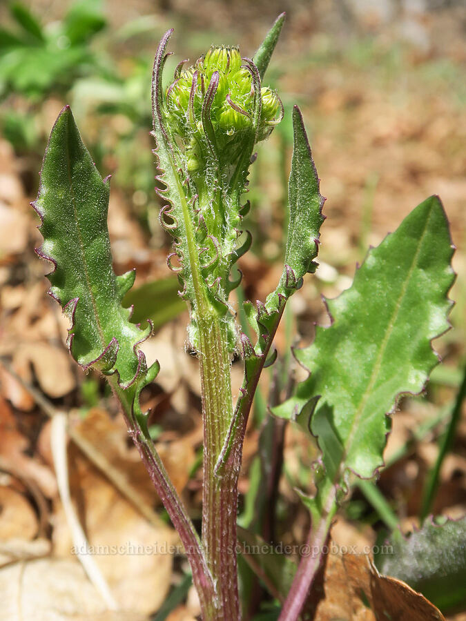 western groundsel, budding (Senecio integerrimus) [Rowland Basin, Gifford Pinchot National Forest, Klickitat County, Washington]