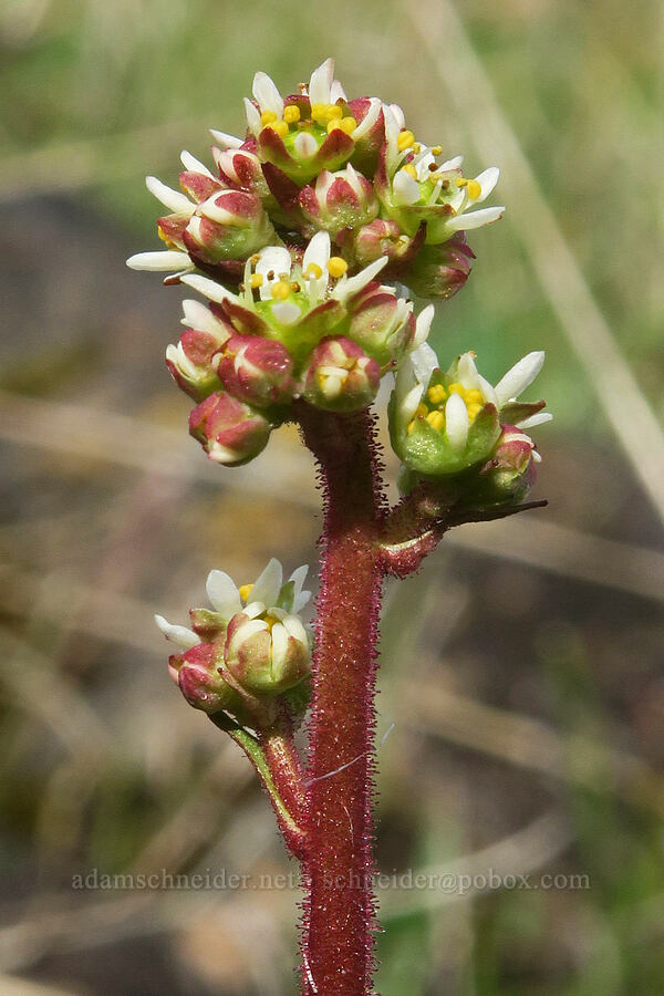 saxifrage with skinny petals (Micranthes sp. (Saxifraga sp.)) [Rowland Basin, Gifford Pinchot National Forest, Klickitat County, Washington]