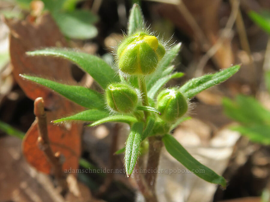 western buttercup, budding (Ranunculus occidentalis) [Rowland Basin, Gifford Pinchot National Forest, Klickitat County, Washington]