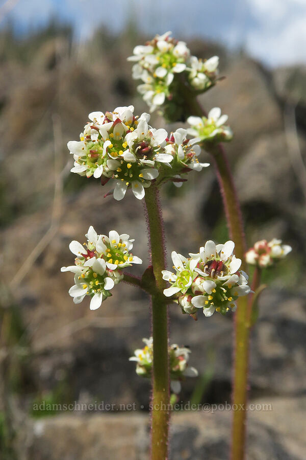 brittle-leaf saxifrage (Micranthes fragosa (Saxifraga integrifolia var. claytoniifolia)) [Rowland Basin, Gifford Pinchot National Forest, Klickitat County, Washington]