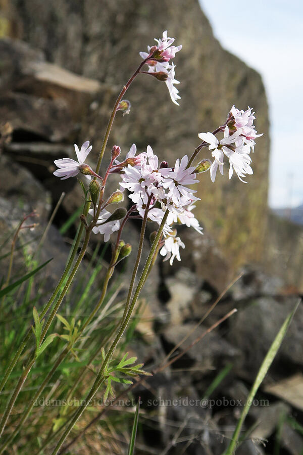 prairie stars (Lithophragma parviflorum) [base of Rowland Wall, Gifford Pinchot National Forest, Klickitat County, Washington]
