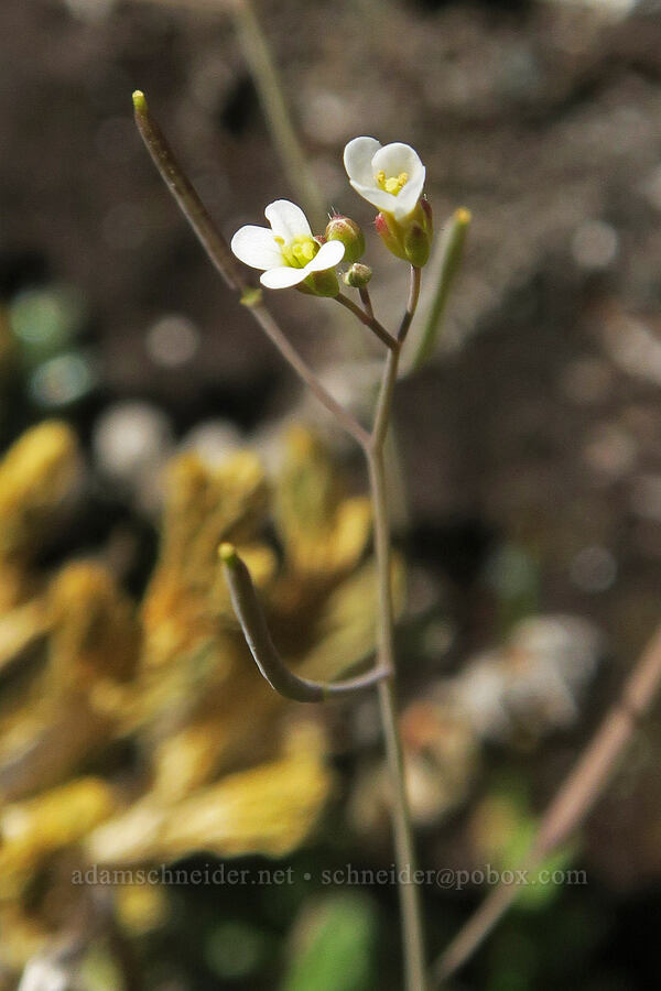 thale-cress (Arabidopsis thaliana (Arabis thaliana)) [base of Rowland Wall, Gifford Pinchot National Forest, Klickitat County, Washington]