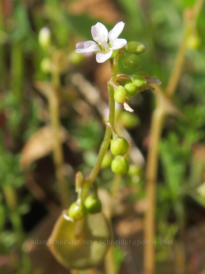 tiny miner's-lettuce (Claytonia sp. (Montia sp.)) [base of Rowland Wall, Gifford Pinchot National Forest, Klickitat County, Washington]