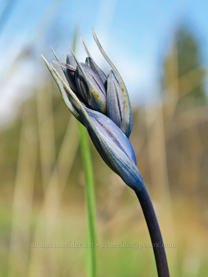 camas, budding (Camassia quamash) [Catherine Creek, Gifford Pinchot National Forest, Klickitat County, Washington]
