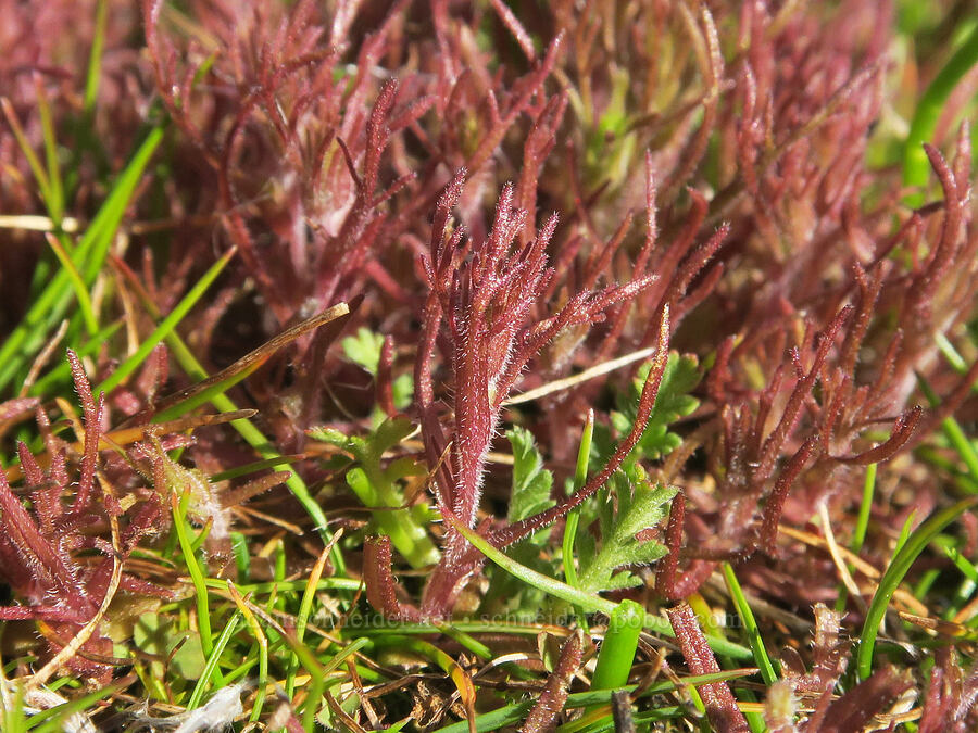 dwarf owl's-clover (Triphysaria pusilla (Orthocarpus pusillus)) [Catherine Creek, Gifford Pinchot National Forest, Klickitat County, Washington]