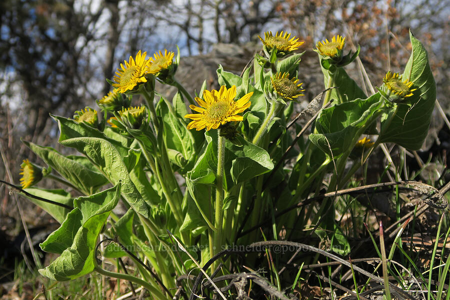 Carey's balsamroot (Balsamorhiza careyana) [Old Highway 8, Gifford Pinchot National Forest, Klickitat County, Washington]