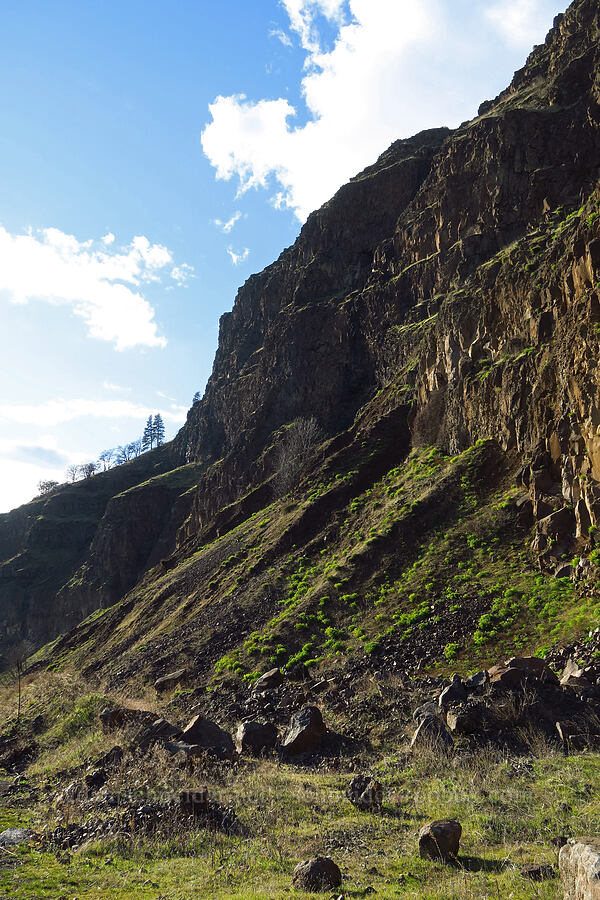 basalt cliffs & Klickitat desert parsley (Lomatium klickitatense (Lomatium grayi)) [Highway 14, Gifford Pinchot National Forest, Klickitat County, Washington]