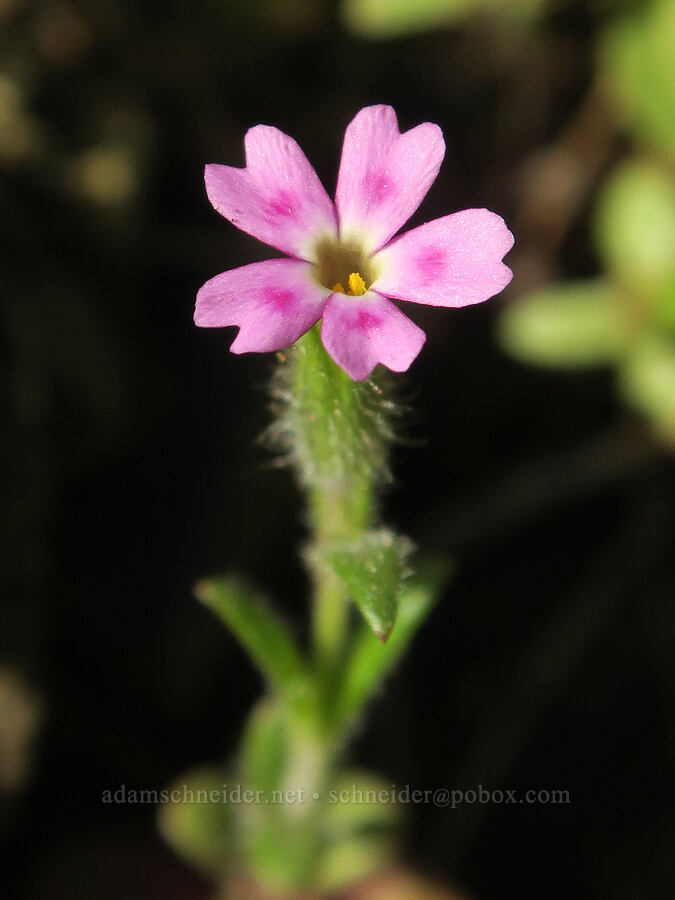 slender phlox (Microsteris gracilis (Phlox gracilis)) [Highway 14, Skamania County, Washington]