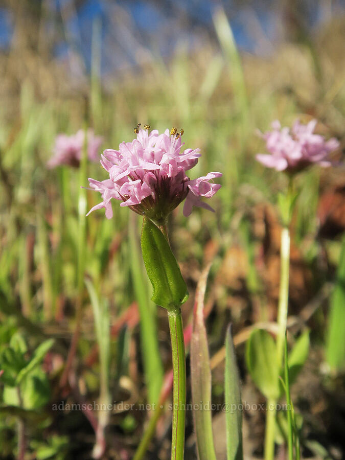 rosy plectritis (Plectritis congesta) [Highway 14, Skamania County, Washington]
