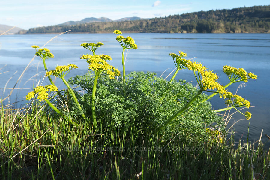 pungent desert parsley (Lomatium papilioniferum (Lomatium grayi)) [Highway 14, Skamania County, Washington]