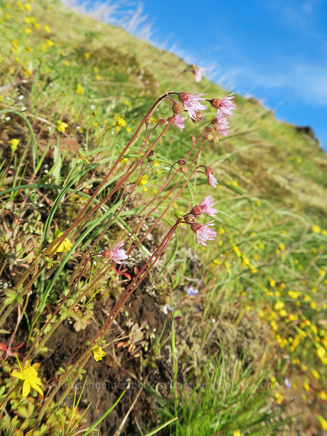 prairie stars & gold stars (Lithophragma glabrum, Crocidium multicaule) [Highway 14, Skamania County, Washington]
