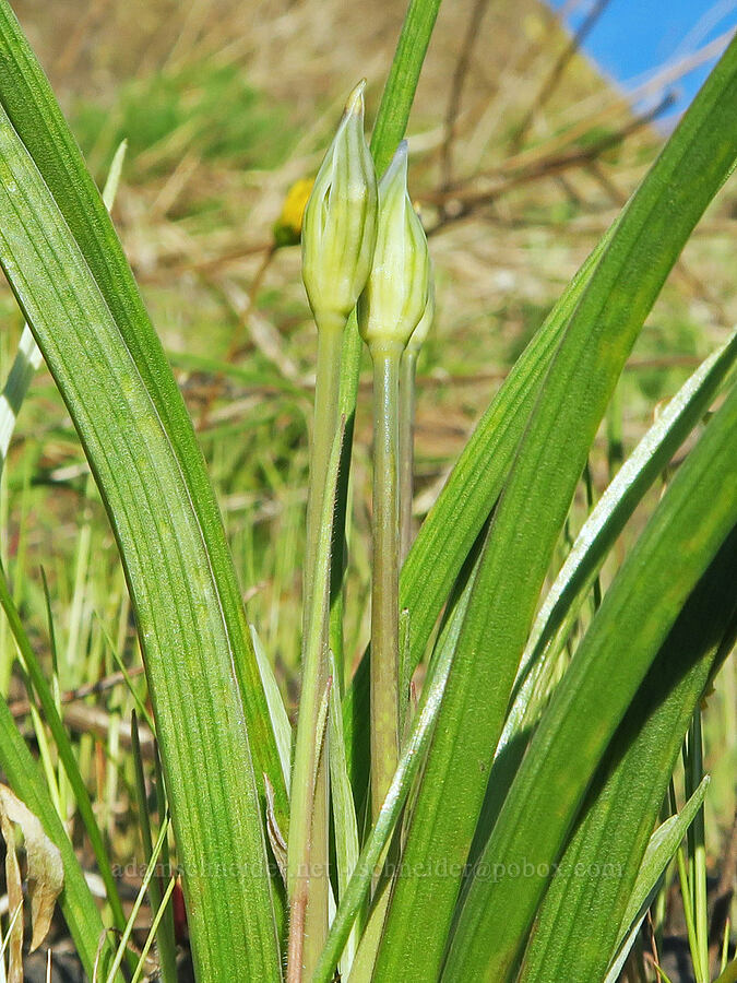 cluster lily, budding (Triteleia grandiflora var. howellii (Brodiaea bicolor)) [Highway 14, Skamania County, Washington]