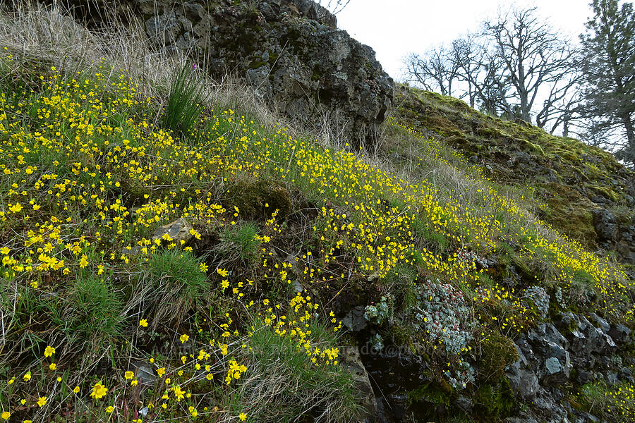 gold stars (Crocidium multicaule) [Highway 14, Skamania County, Washington]