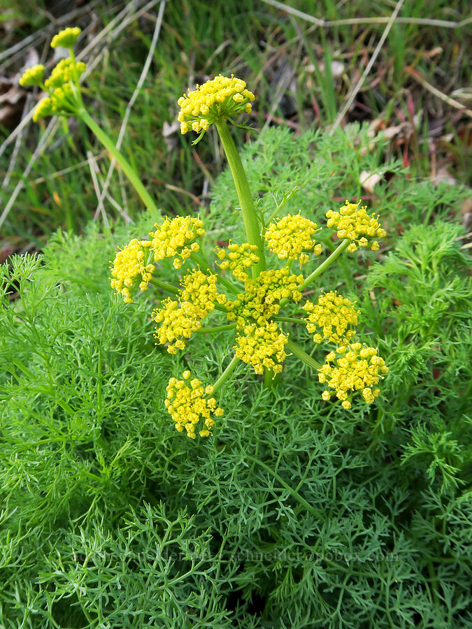 desert parsley (which?) (Lomatium sp.) [Highway 14, Gifford Pinchot National Forest, Skamania County, Washington]