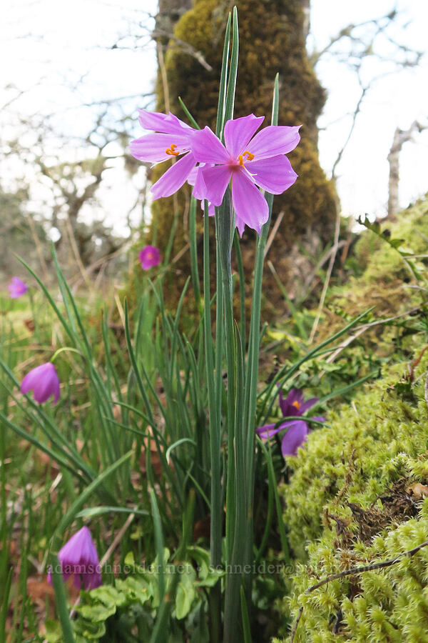grass-widows (Olsynium douglasii) [Great Camas Patch, Skamania County, Washington]