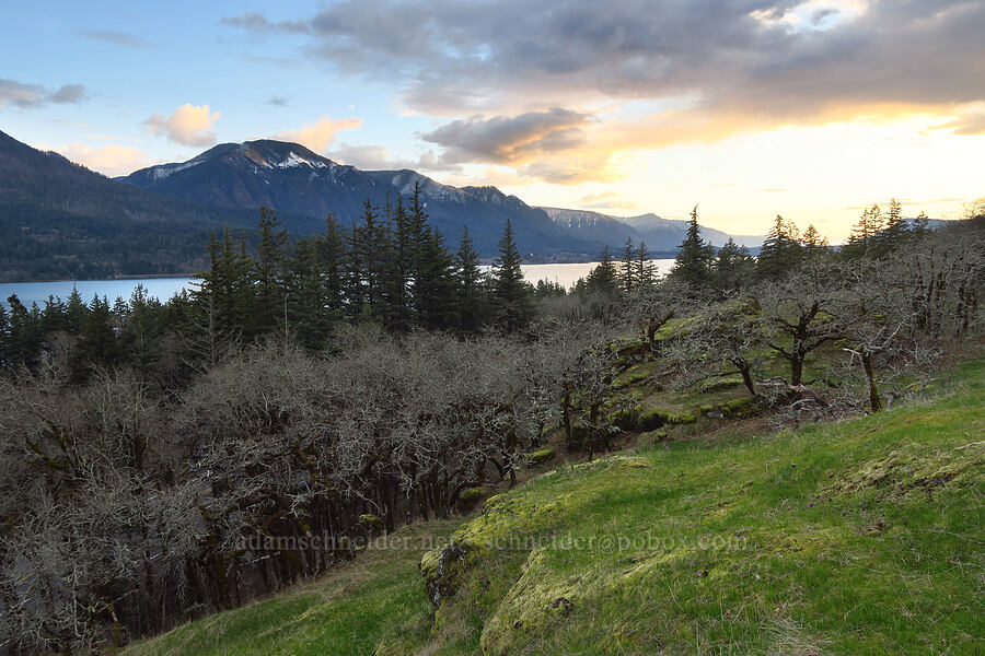 Gorge sunset [Great Camas Patch, Skamania County, Washington]