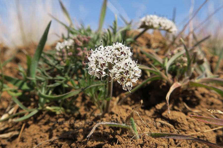 Gorman's salt-and-pepper desert parsley (Lomatium gormanii) [Gordon Ridge, Sherman County, Oregon]