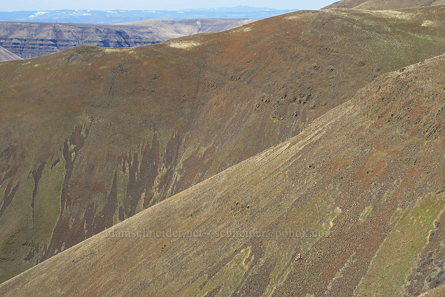 black-tailed deer & bighorn sheep (Odocoileus hemionus, Ovis canadensis canadensis) [Gordon Ridge, Sherman County, Oregon]