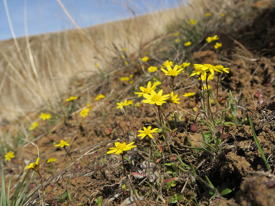 gold stars (Crocidium multicaule) [Gordon Ridge, Sherman County, Oregon]