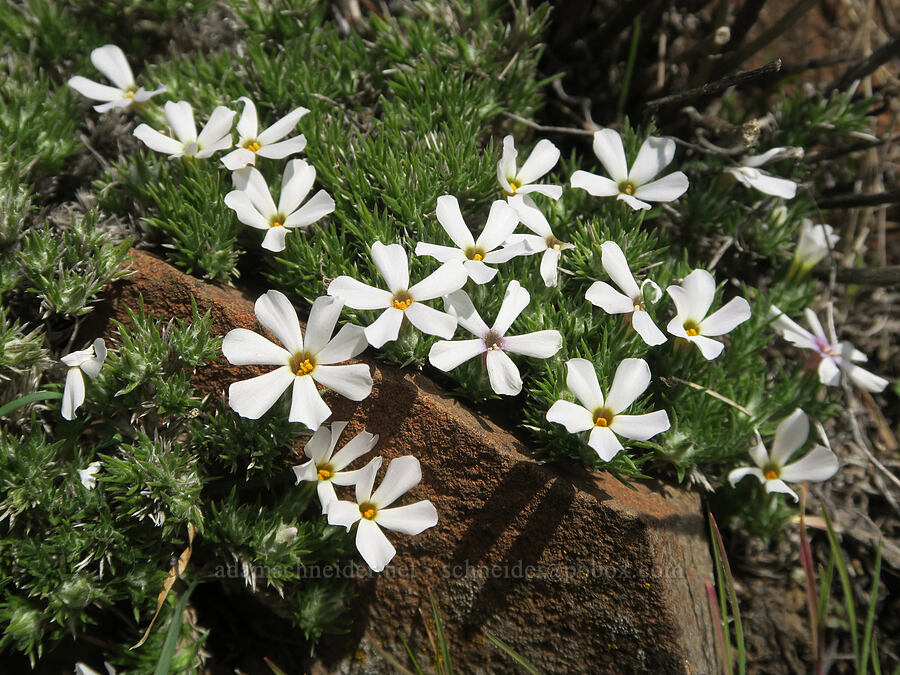 Hood's phlox (Phlox hoodii) [Gordon Ridge, Sherman County, Oregon]