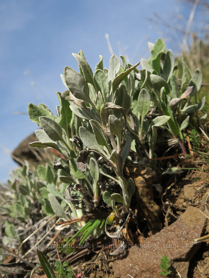 buckwheat leaves (Eriogonum sp.) [Riverview Trail, Deschutes River State Recreation Area, Sherman County, Oregon]