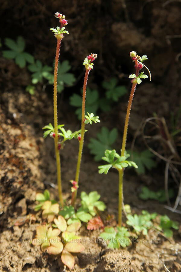 bulblet prairie stars, budding (Lithophragma glabrum) [Ferry Springs Trail, Deschutes River State Recreation Area, Sherman County, Oregon]
