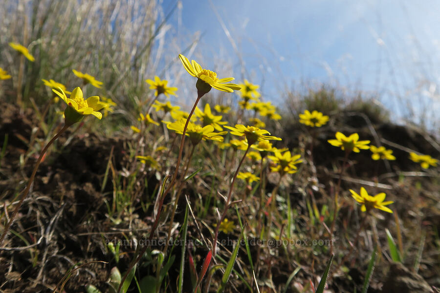 gold stars (Crocidium multicaule) [Ferry Springs Trail, Deschutes River State Recreation Area, Sherman County, Oregon]