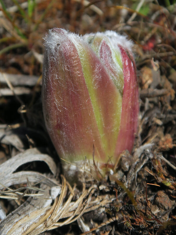 balsamroot shoot (Balsamorhiza sp.) [Ferry Springs Trail, Deschutes River State Recreation Area, Sherman County, Oregon]