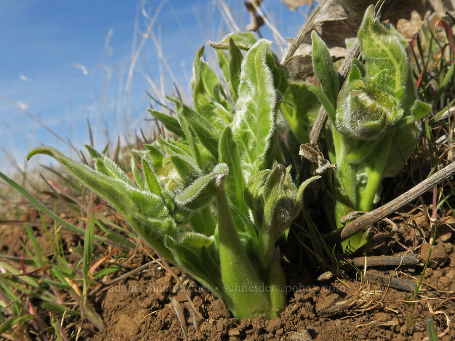 balsamroot shoot (Balsamorhiza sp.) [Ferry Springs Trail, Deschutes River State Recreation Area, Sherman County, Oregon]